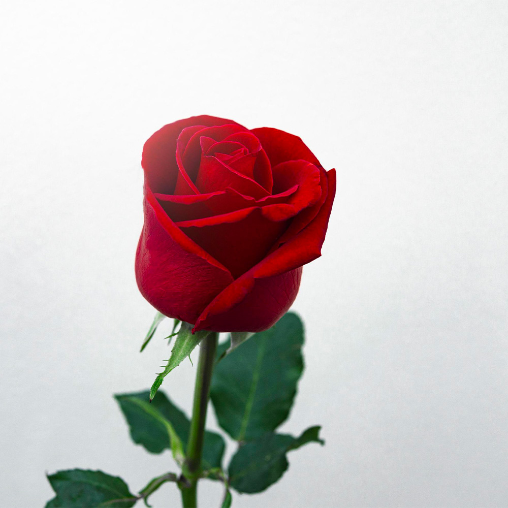 Rosa rossa