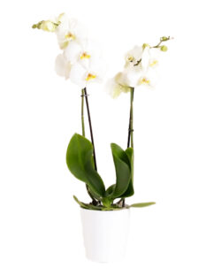 orchidea