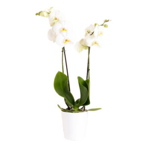 Orchidea in vaso