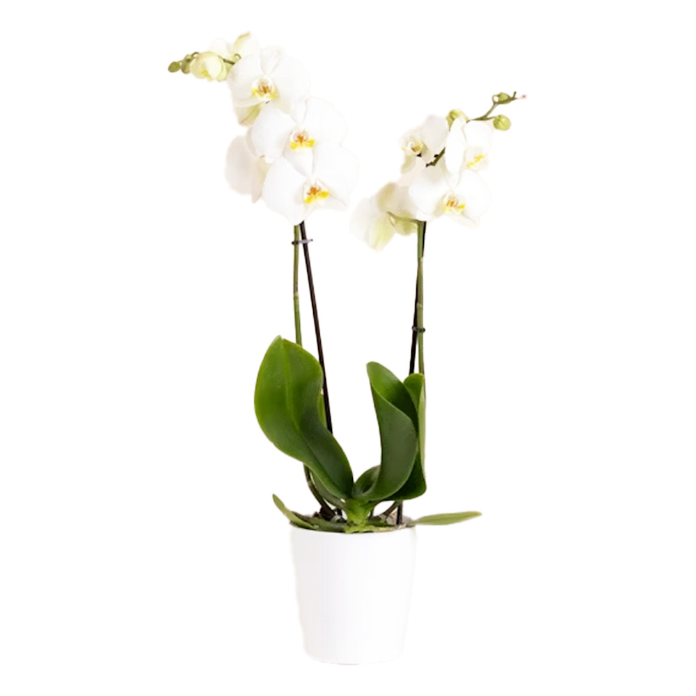 Orchidea in vaso