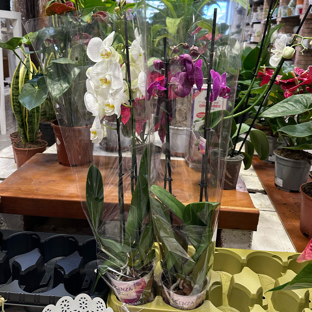 Orchidea in vaso - immagine 4