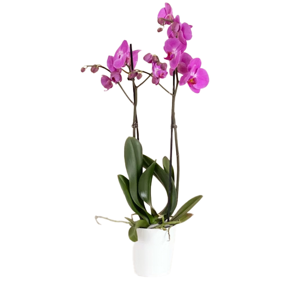 Orchidea in vaso - immagine 3