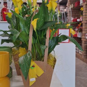 Pianta di Calla