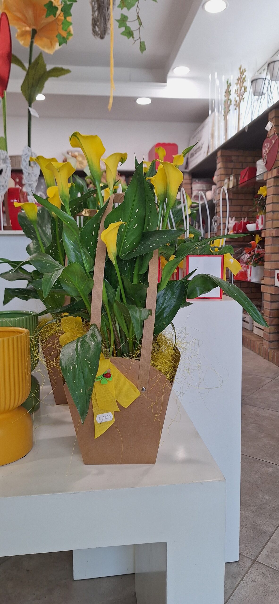 Pianta di Calla
