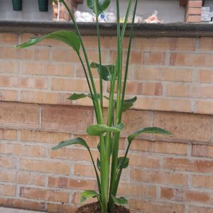Strelitzia Augusta cm 150