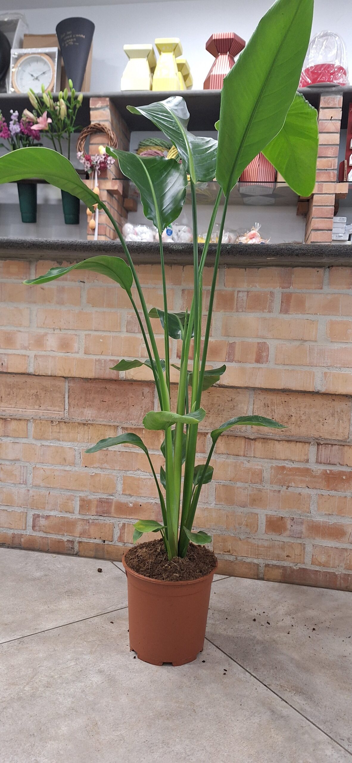 Strelitzia Augusta cm 150