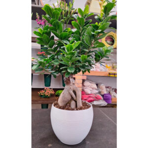 Bonsai a Palla cm 60