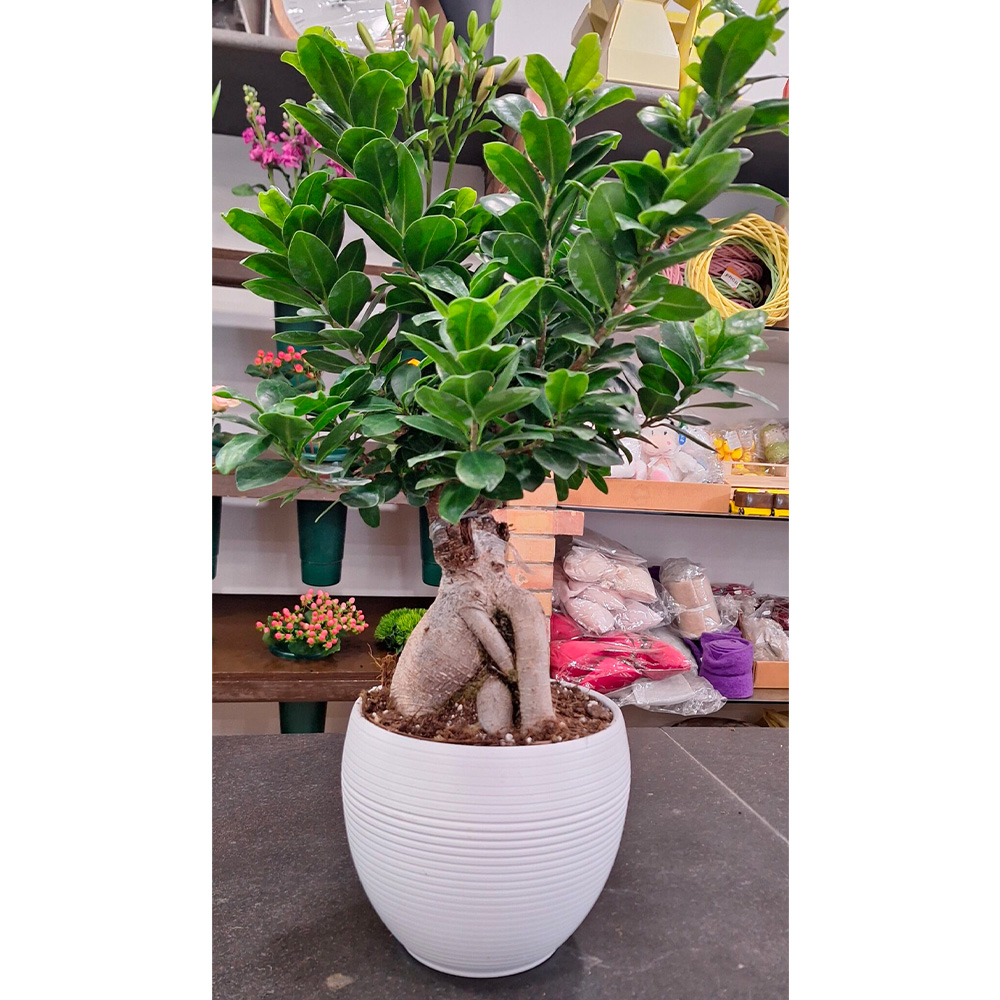 Bonsai a Palla cm 60
