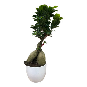 Bonsai Ficus Ginseng cm 12