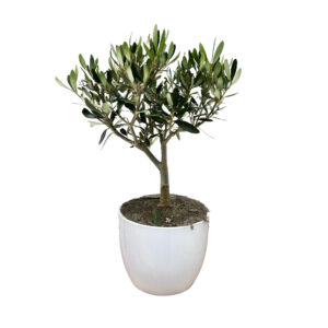 Bonsai Ulivo cm 12