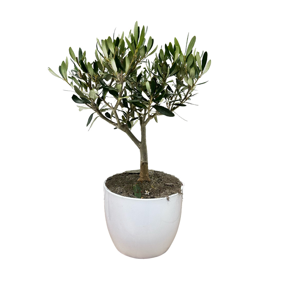 Bonsai Ulivo cm 12